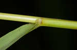 Clustered fescue